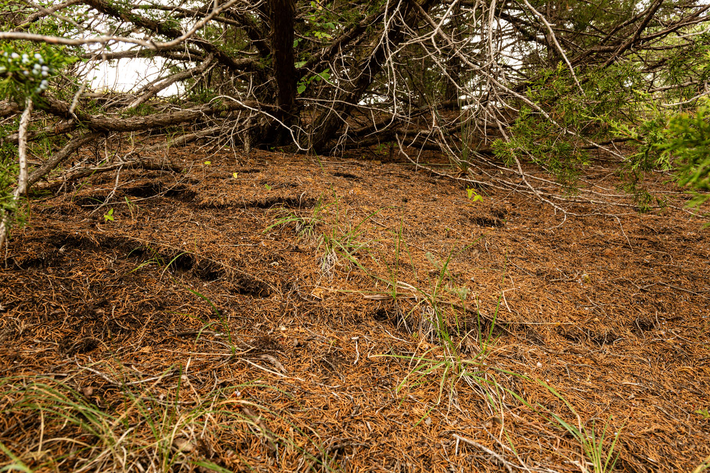 ground beneath eastern red cedar 