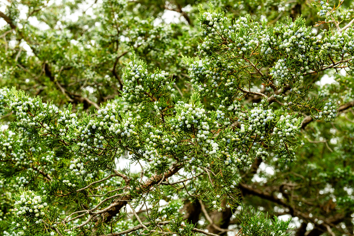 eastern red cedar seed