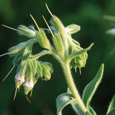 A close-up of marbleseed flower head