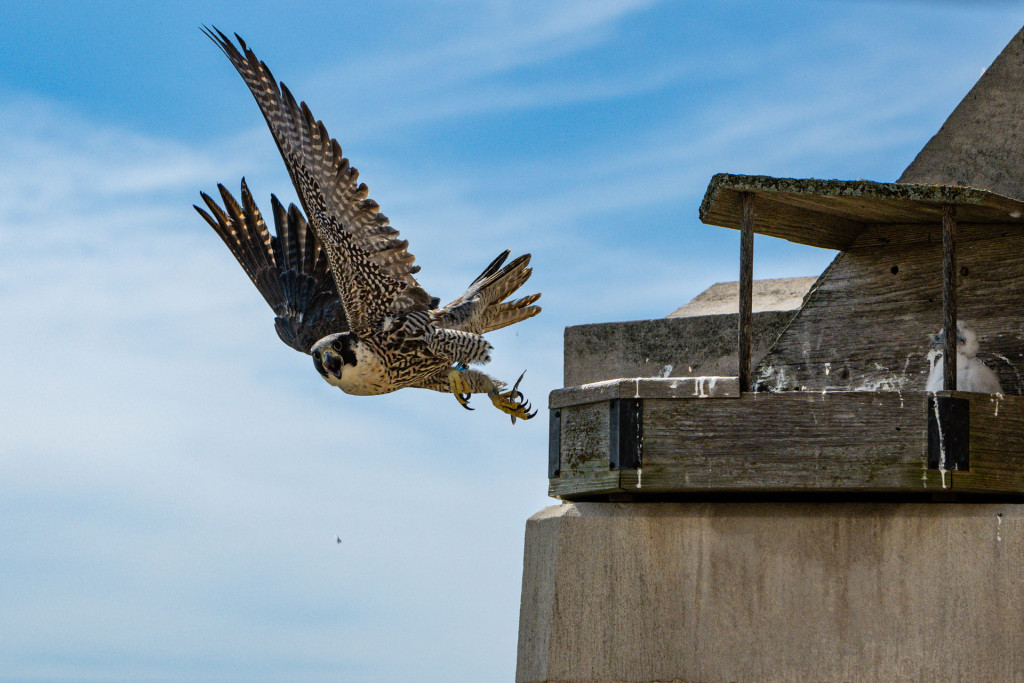 A female peregrine falcon in flight