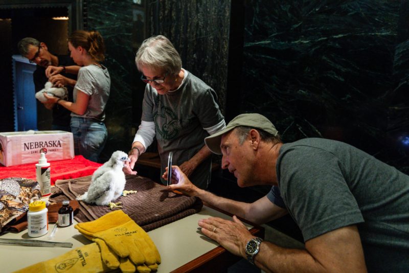 Return of the Falcons | Nebraskaland Magazine