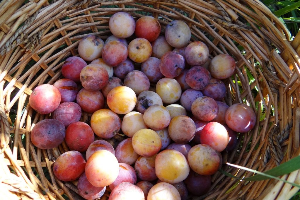 A basket filled with wild plums.