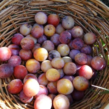 A basket filled with wild plums.