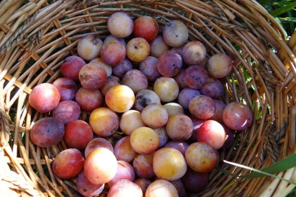 A basket filled with wild plums.