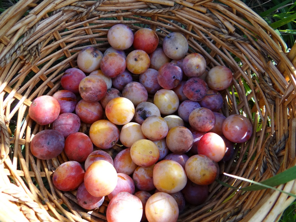 A wicker basket filled with wild plums