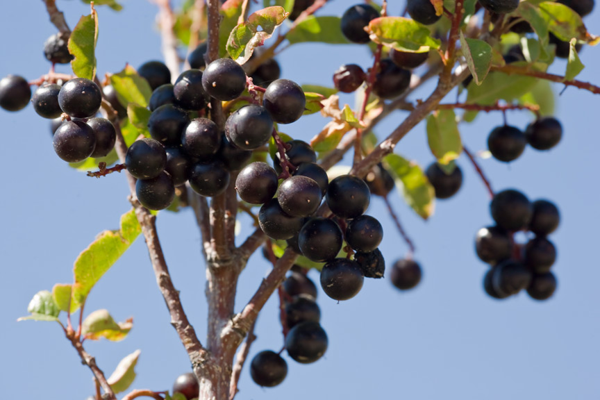 Ripe chokecherries on a branch