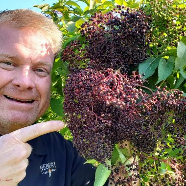 A main points at elderberries on a bush.