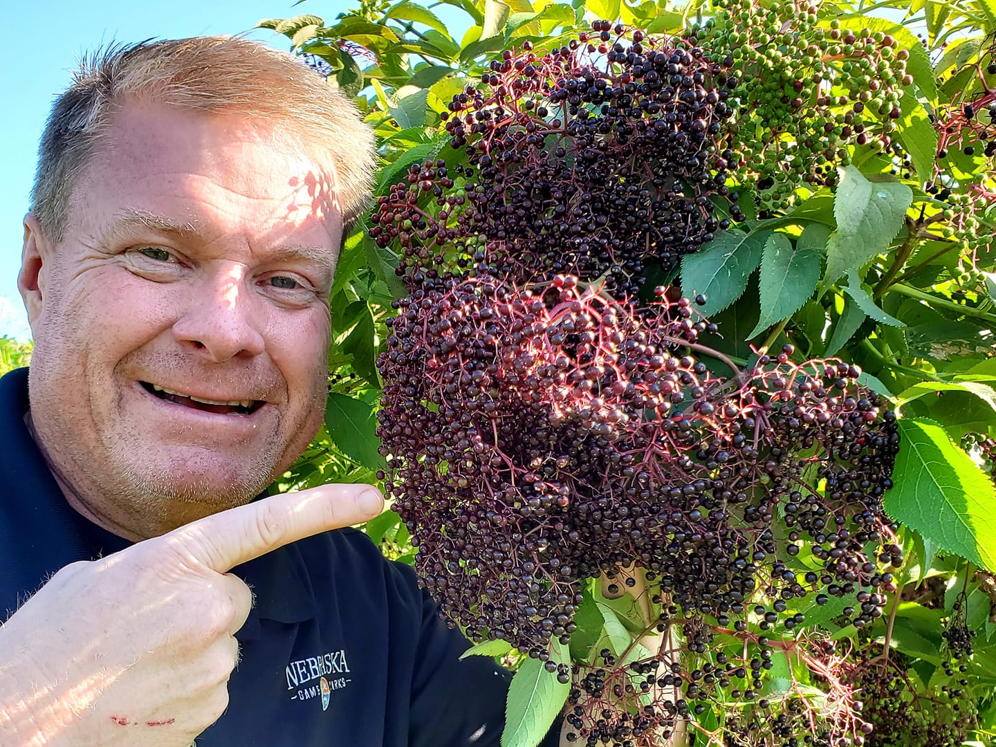 A main points at elderberries on a bush.