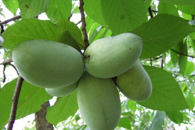 A cluster of pawpaw fruits on a tree.