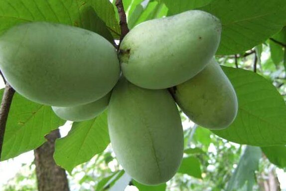 A cluster of pawpaw fruits on a tree.