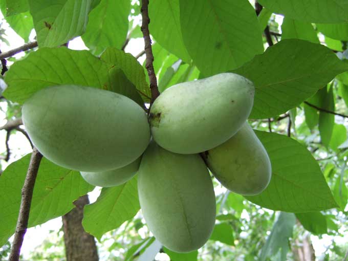 A cluster of pawpaw fruits on a tree.