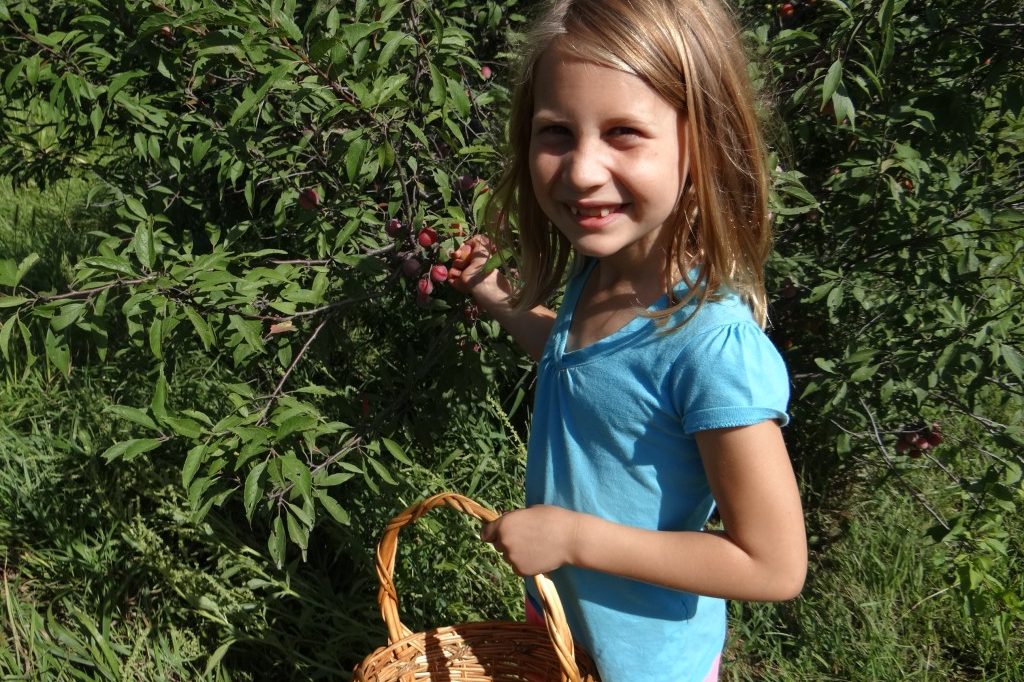 A little girl picks wild plums during summer