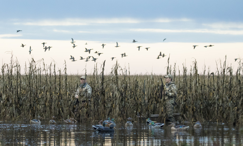 Two waterfowl hunters wade in a flooded cornfield while ducks fly in the background.