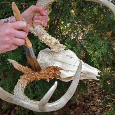 A person applies wood stain to a deer skull mount.