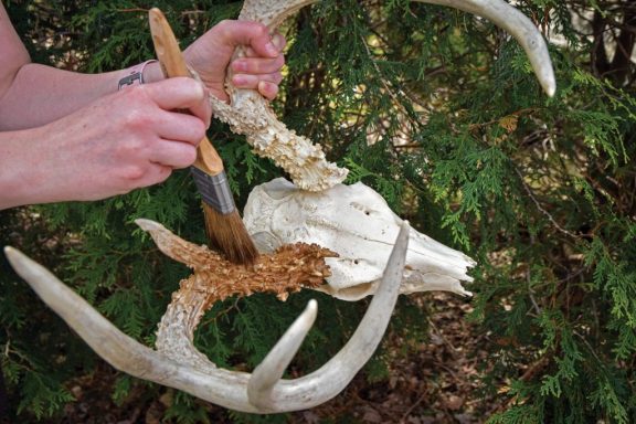 A person applies wood stain to a deer skull mount.