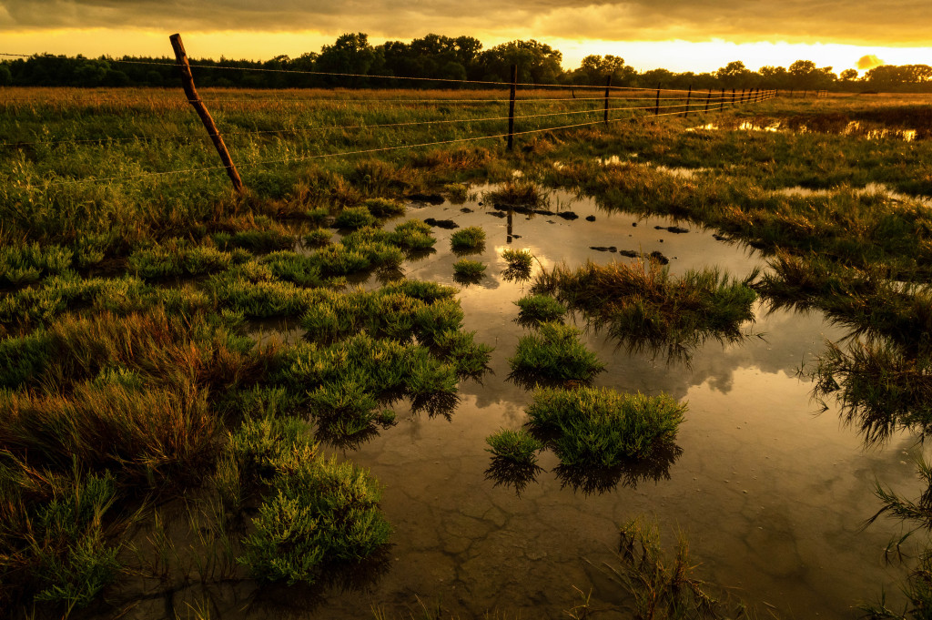 a sun sets above a shallow wetland