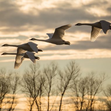 trumpeter swans flying