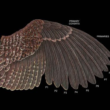 A juvenile quail wing lays on a black background, its feathers numbered