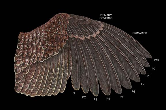 A juvenile quail wing lays on a black background, its feathers numbered