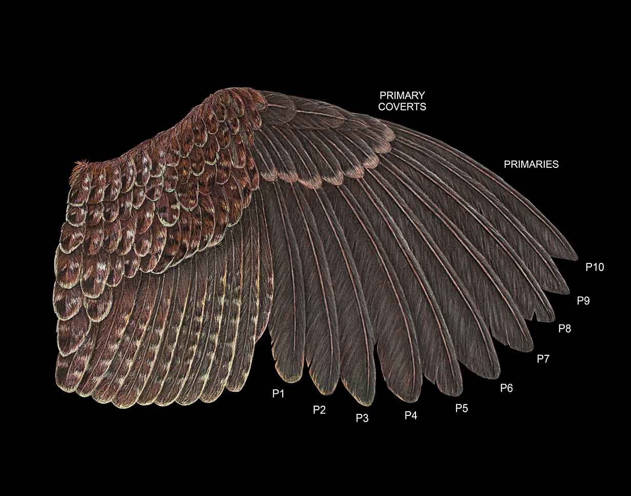 A juvenile quail wing lays on a black background, its feathers numbered