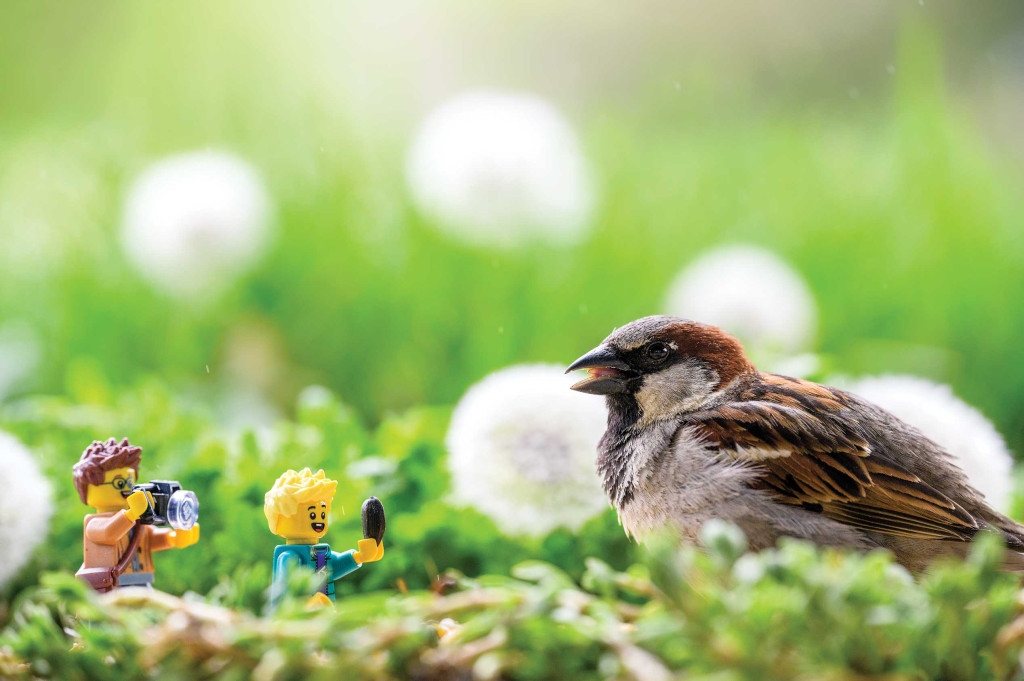 two lego figurines with cameras look like they are photographing a live sparrow