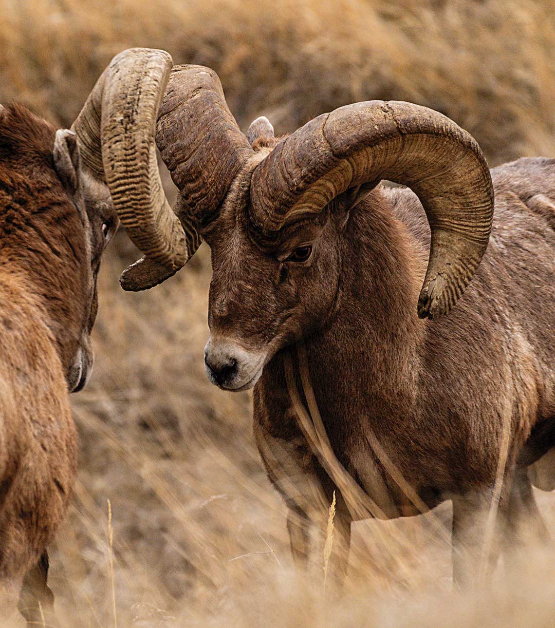 A big-horn sheep lowers his head to fight