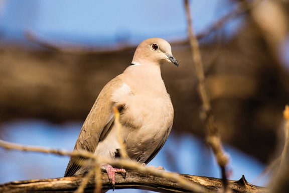 a Eurasian collared-dove sits on a branch