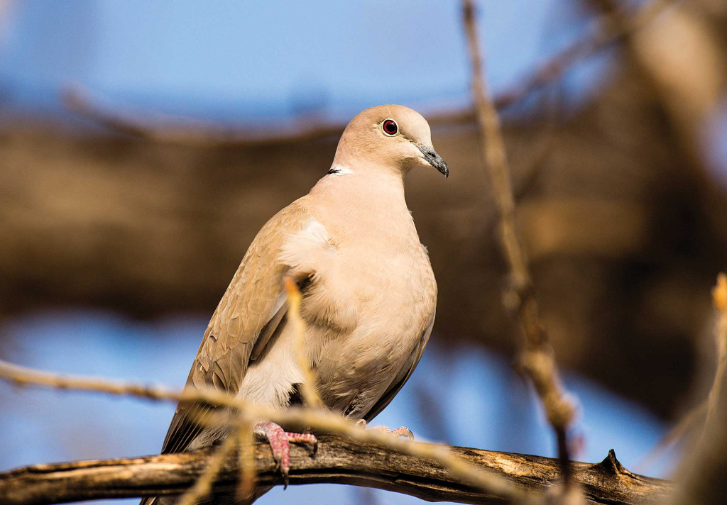 a Eurasian collared-dove sits on a branch