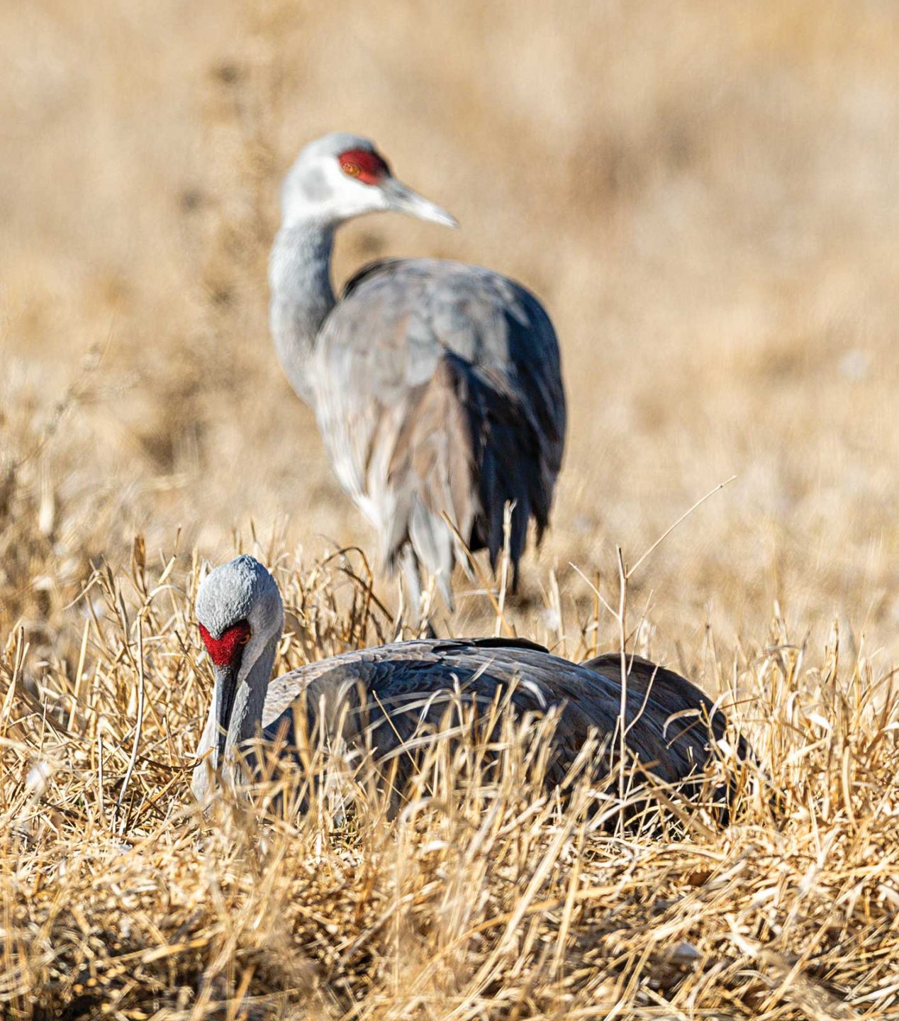 Sandhill crane sleep