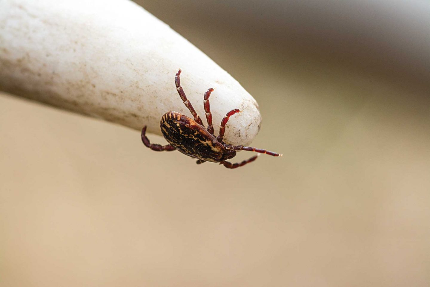 A close-up of a tick on the tip of a deer antler.