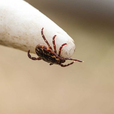 A close-up of a tick on the tip of a deer antler.