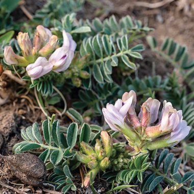 Platte River milkvetch flowering mid-slope on a Platte River bluff in Hamilton County. Seed pods from previous years are visible in the lower left of the photo.