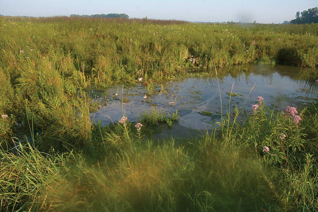 A wetland is calm, filled with water and surrounded by vegetation growth