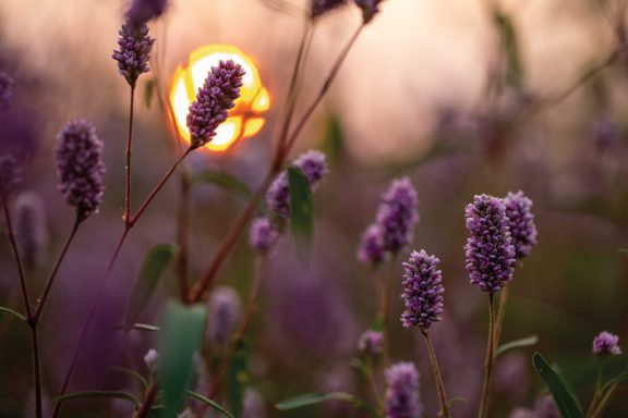 Smartweed, a purple-headed flower, is framed by a rising sun