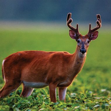 white-tailed deer buck in velvet