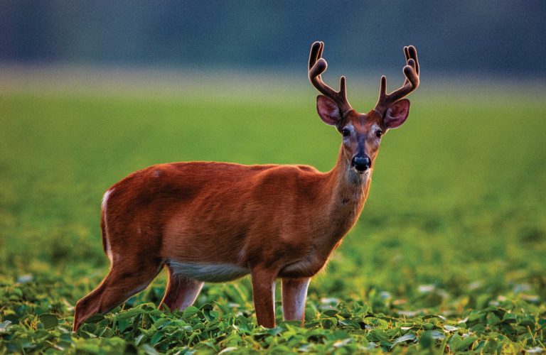 The Science of Antlers and When to Harvest a Velvet Buck | Nebraskaland ...