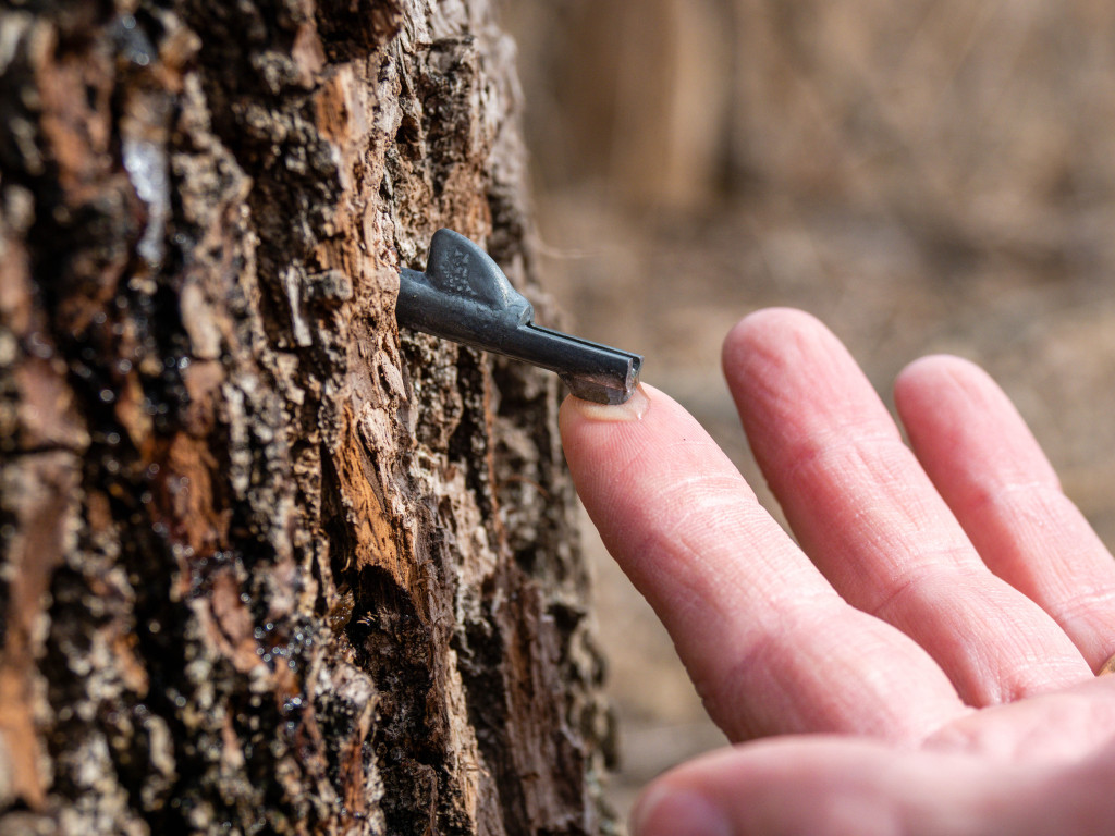 A spile flowing with sap from a black walnut tree.