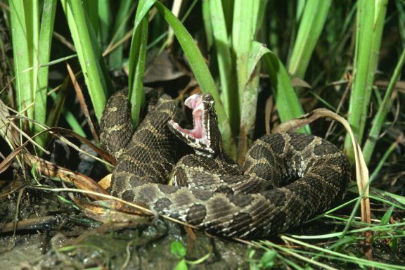 Massasauga rattlesnake showing fangs.