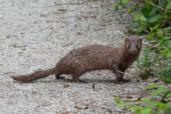 An American mink looks at the camera while it crosses a dirt path into the greenery