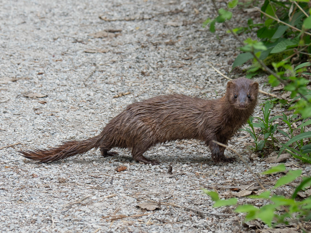 An American mink looks at the camera while it crosses a dirt path into the greenery