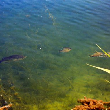 Bass and bluegill swim in water.