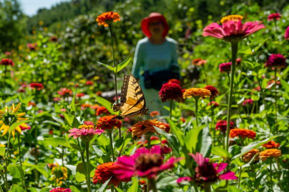 A woman spots a tiger swallowtail butterfly in a garden.