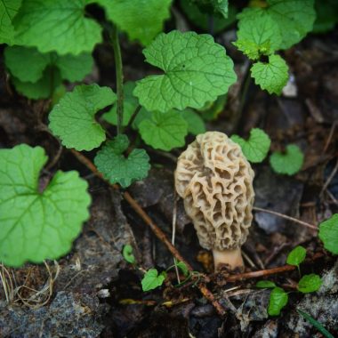 Invasive garlic mustard and a morel mushroom growing together in spring.