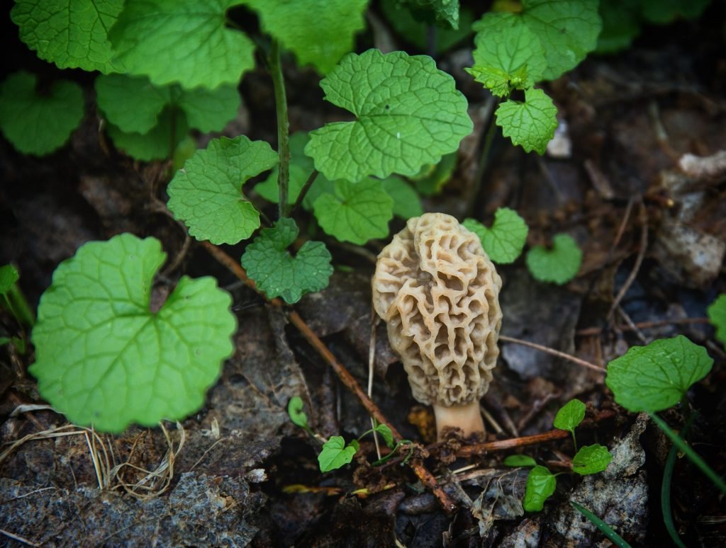 Invasive garlic mustard and a morel mushroom growing together in spring.