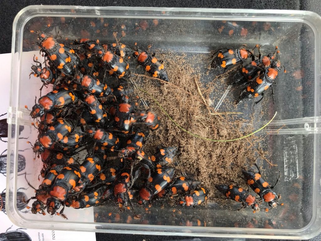 American burying beetles in a container.