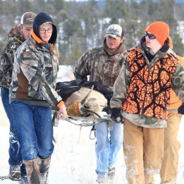 A bighorn sheep being carried by biologists.