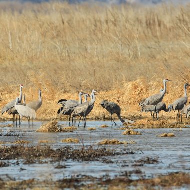 Sandhill cranes in a wetland.