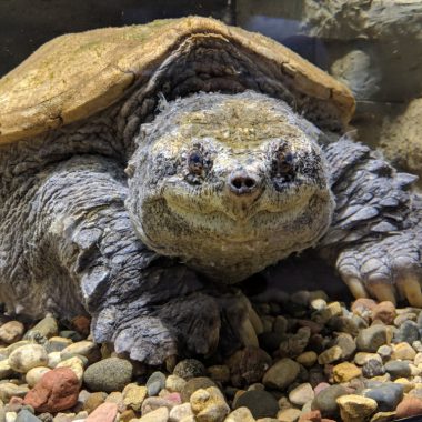 Snapping turtle