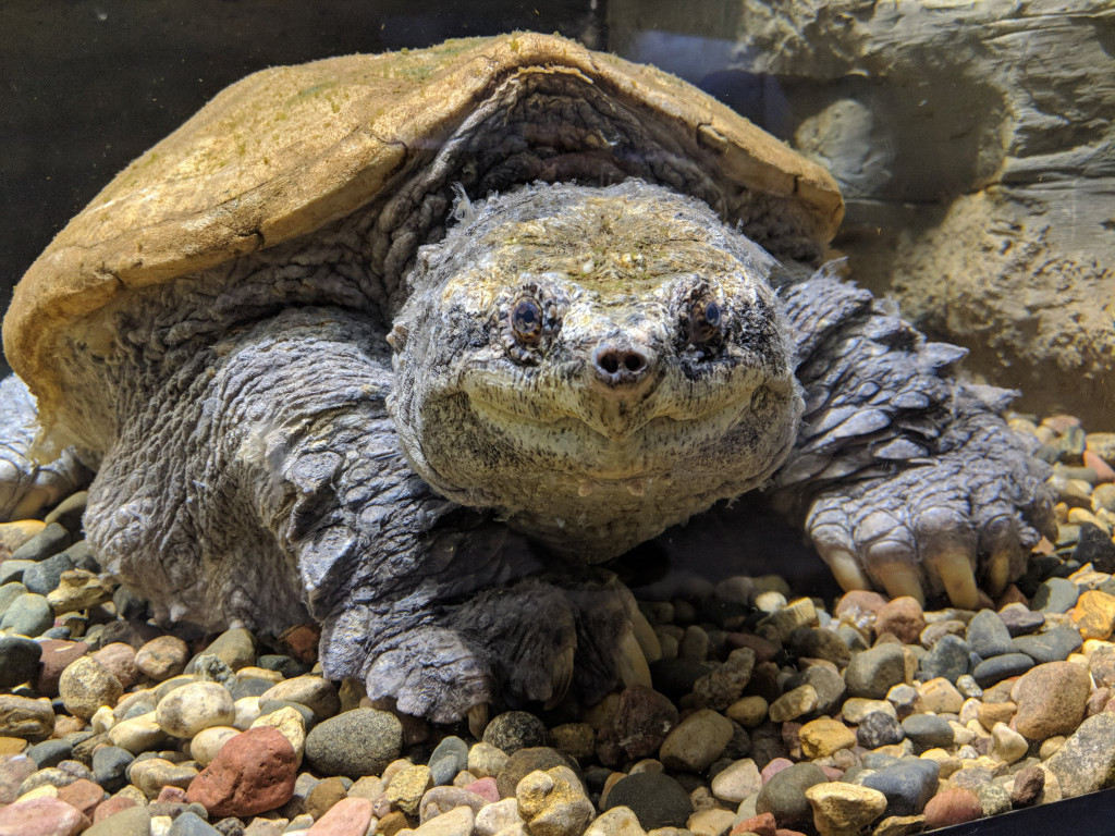 Snapping turtle