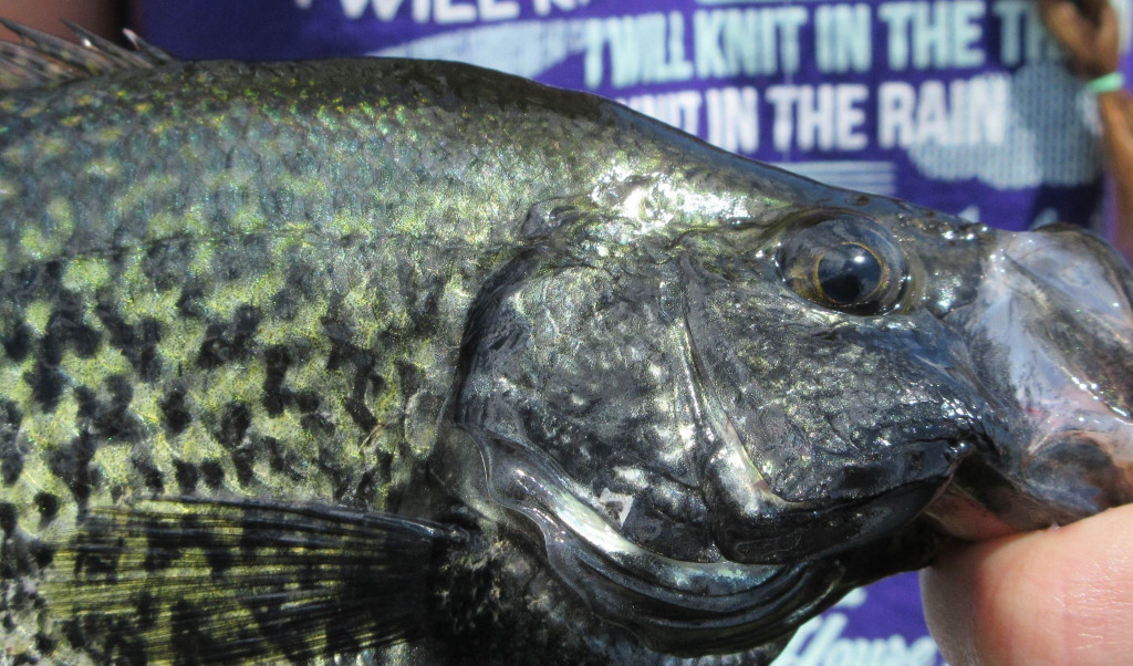 black crappie